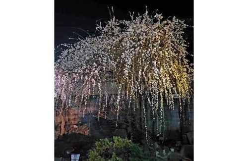 Sakura House | Guest House SAKURA - Vacation STAY 57751v