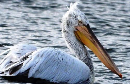 Sakës House | Guesthouse Gjegji