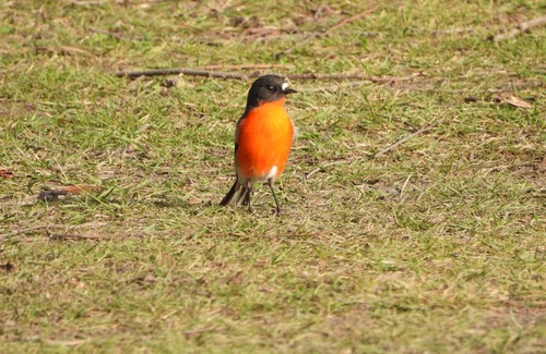 Garden Island Creek House | Gulkula2 Wildlife Retreat
