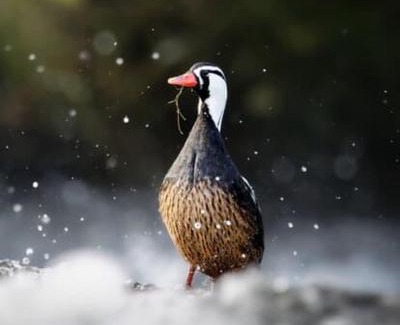 Melipeuco House | Habitación Refugio Kiñeco