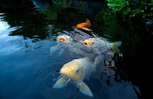 Hana Apartment | Hana Kai Maui - #103 Helani oceanview 1 BR