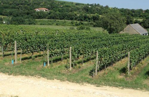 Siklos Bed & Breakfast | HAnd Birtok