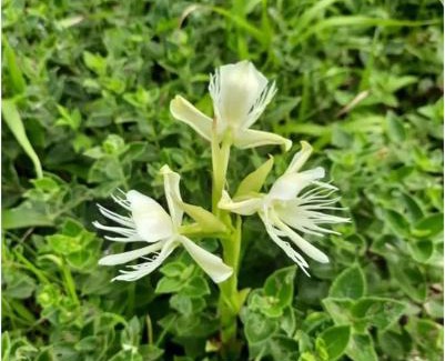 Mandangarh House | Happy Cottages