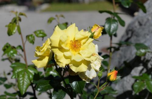 Elbigenalp Apartment | Haus Dietz