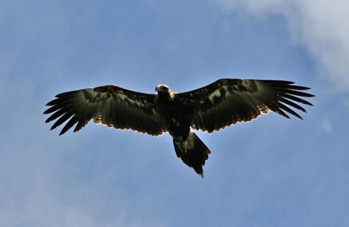 Bald Knob Cabin | Highwood Park B&B Guest Lodge