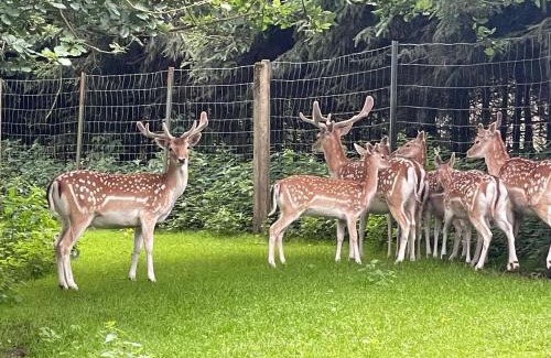 Harzgerode Apartment | Holla die Waldfee