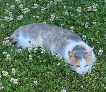 Wolframs-Eschenbach Other | Holz Fässla