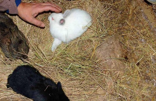 Guarda House | Homerez - Amazing house for 10 ppl. with swimming-pool at Vila Fernando