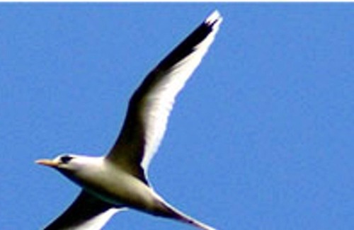 Saint-Philippe House | Homerez - Nice house for 5 ppl. with swimming-pool and garden at Saint Philippe