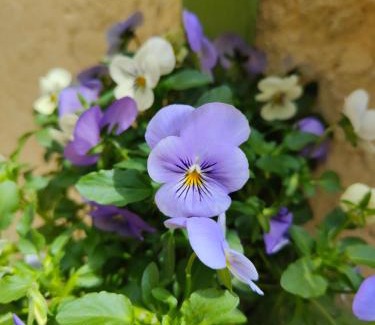 Falconara Marittima Apartment | Host4All casa vacanze