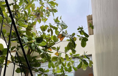 Piura House | Hotel Calmelia