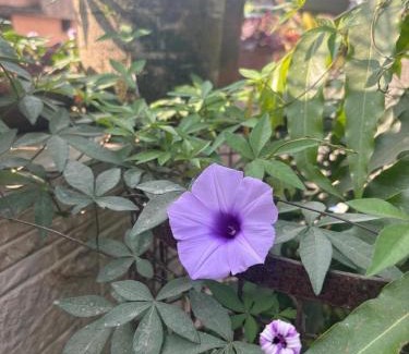 Srinagar Hotel | Hotel Saurabh