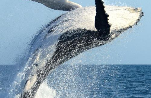 Xai-Xai House | House 5 Hineni