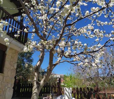 Pisia House | House in the Forest