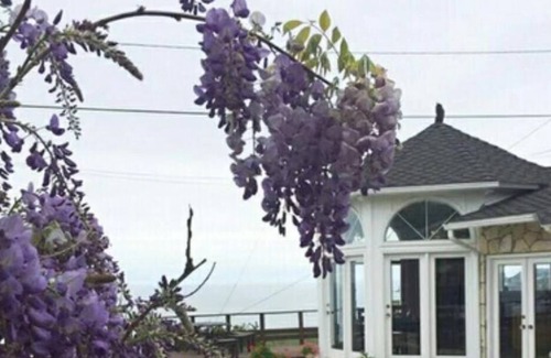 Rancho Palos Verdes House | House with ocean view