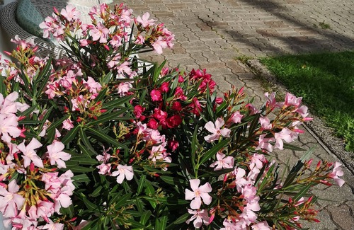 Nussdorf am Attersee Apartment | Idyllisch - Fewo am Attersee/salzkammergut: ein Romantischer Zufluchtsort