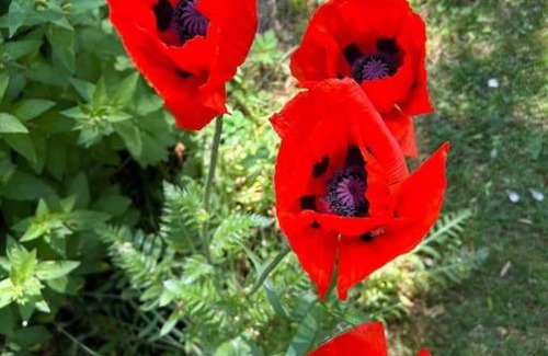 Rabenkirchen Apartment | Idyllisches Appartement nahe Ostsee und Schlei