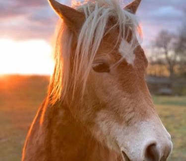 Rabenkirchen Apartment | Idyllisches Appartement nahe Ostsee und Schlei