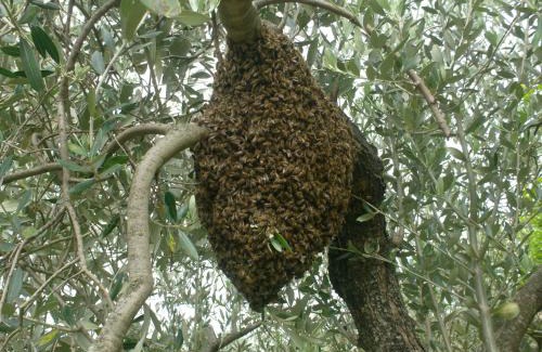 Sicignano degli Alburni House | il sentiero del riccio