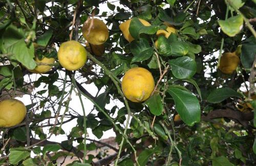 Annunziata Apartment | Incatevole sul mare