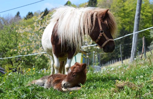Kobarid House | Jelenov breg pod Matajurem