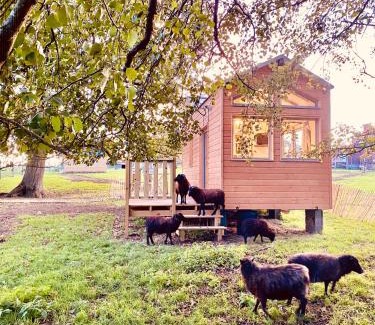 Cholet House | Jolie Tiny House sous les Grands Arbres