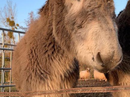 Cholet House | Jolie Tiny House sous les Grands Arbres