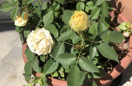 Pavia Apartment | Joy of yesterday: Zia Ninìn, a country relaxing place in Northern Italy!