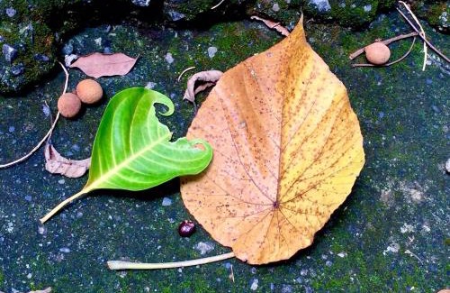 Chiayi House | Juo House