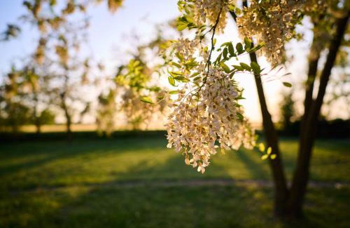 Hodmezovasarhely House | Kőris Tanya
