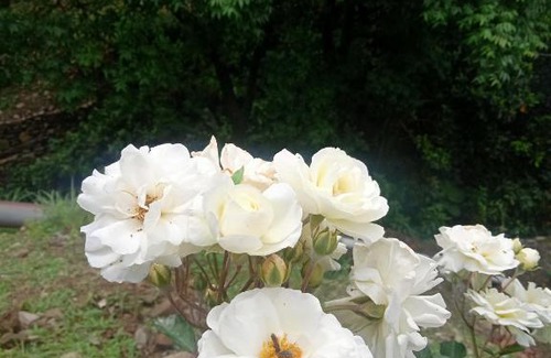 Chamba House | KD Resort