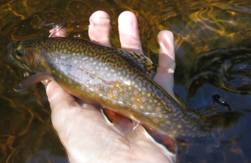Allouez Cabin | Keweenaw Rustic Cabin near the Gratiot River, Keweenaw Natural Areas Nonprofit
