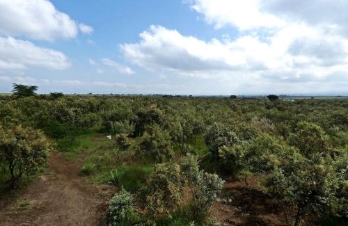 Naivasha House | Kipepeo Villa