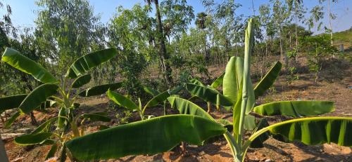 Karaikudi House | KK Dream Garden