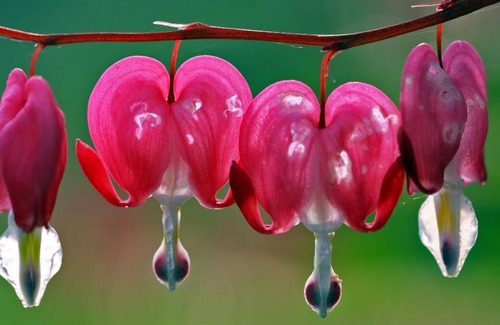 Kirchdorf im Wald Apartment | Komfortable und Ebenerdige Ferienwohnung mit Liegewiese