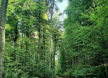 Krusevo Cabin | Konak Hilltop Lodge & Villa