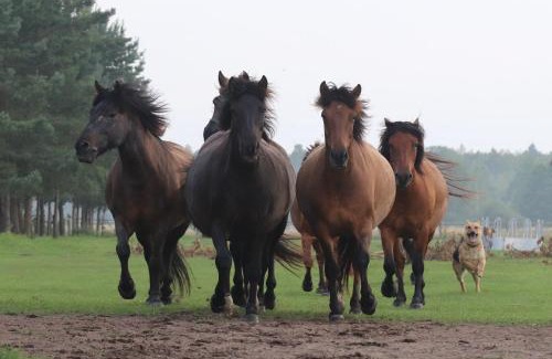 Narewka House | KTA TARPAN Mały Domek