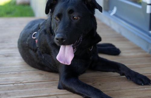 Skulte House | Kursīšu namiņš