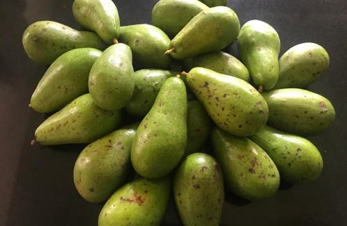 Pala House | Kuruvinakunnel Tharavadu