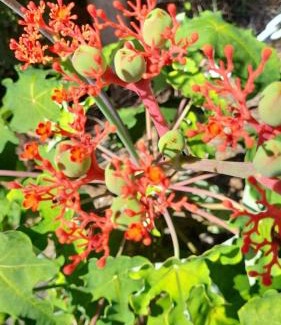 Malendure House | L'Eden Caraïbe