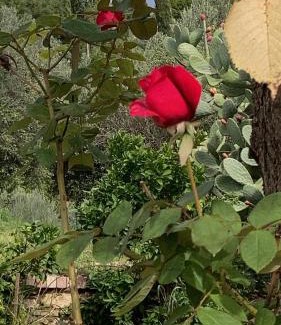 Terni Apartment | LA CASA FRA gli ULIVI UMBRA