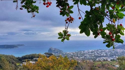 Barano d'Ischia House | La Casetta nel Bosco
