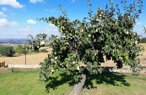 Codevilla Bed & Breakfast | la Mafalda in Oltrepo