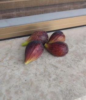 Mirano Apartment | La Maison de André