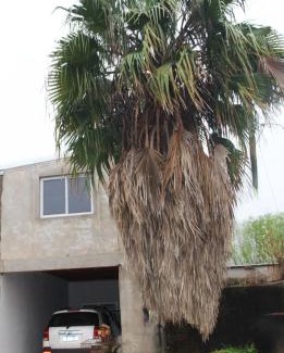 Chajari Apartment | La Palmera