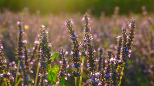 Bovolenta House | La Tenuta Va Oltre