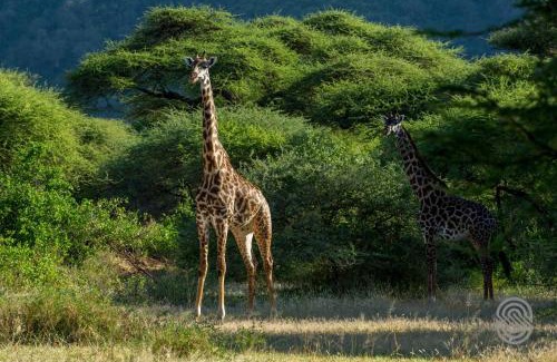 Mto wa Mbu Cabin | Lake Manyara Serena Safari Lodge