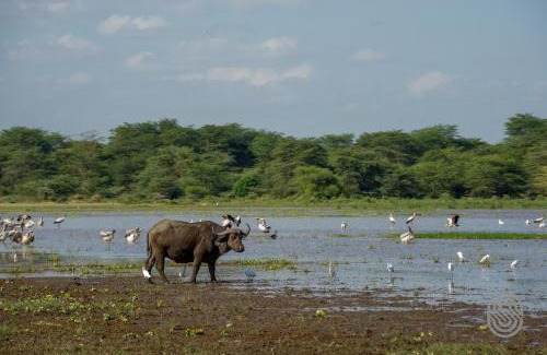 Mto wa Mbu Cabin | Lake Manyara Serena Safari Lodge