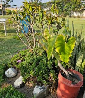 Moche House | Las Flores de Moche