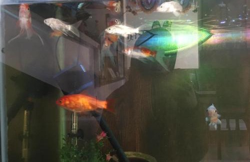 Lalitpur Bed & Breakfast | Lasa Kusa Homestay